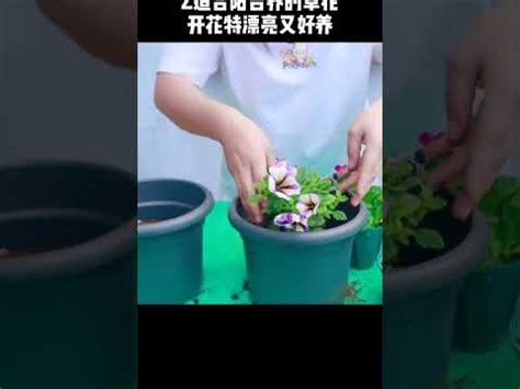 前陽台招財|前陽台招財植物指南：打造事業財運新篇章 